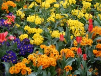 Spring Flowers in Regent's Park.